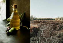 palm oil and deforestation certification palm oil and deforestation