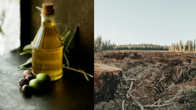 palm oil and deforestation certification palm oil and deforestation
