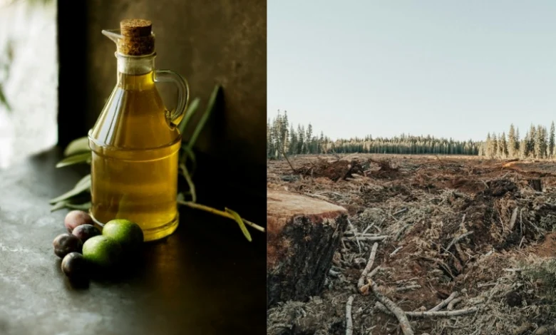 palm oil and deforestation