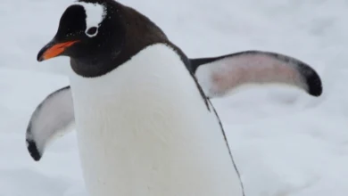 penguin droppings snowmelt in antarctica penguin droppings