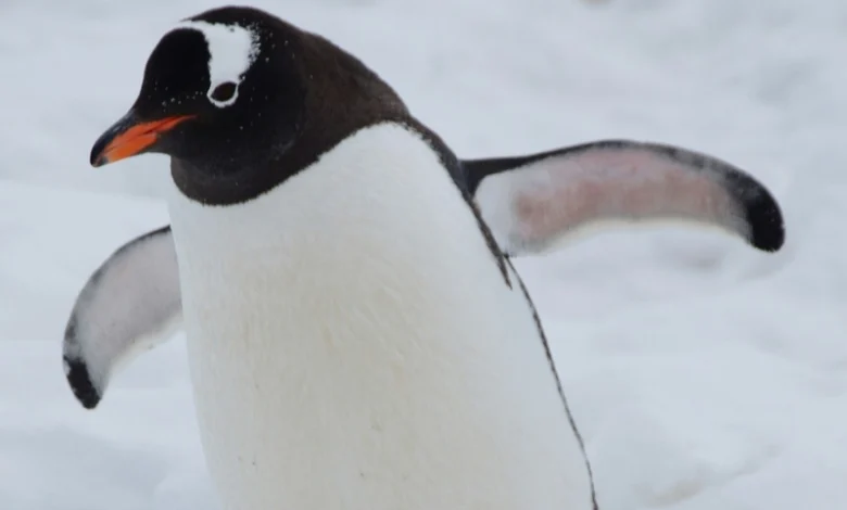 penguin droppings
