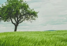 planting trees carbon planting trees