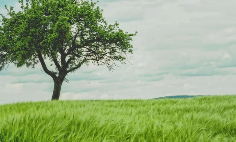 planting trees