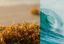 sargassum blooms caribbean sargassum