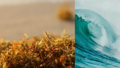 sargassum blooms caribbean sargassum