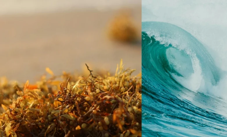 sargassum